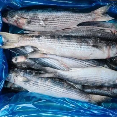 Grå Mullet Hel Rund